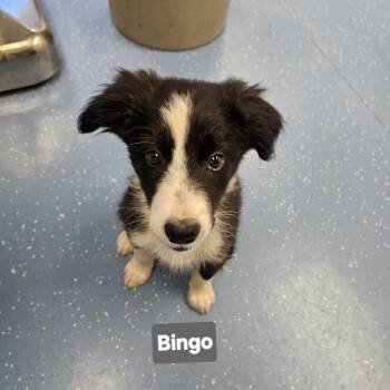 Bingo -  Border Collie Dog for Adoption in Watertown, New York - Bingo | PetCurious