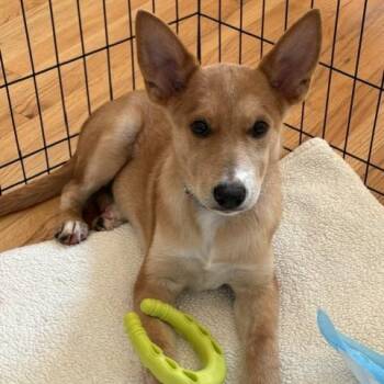 Owen -  Shepherd and Mixed Breed Dog for Adoption in Briarcliff Manor, New York - Owen | PetCurious
