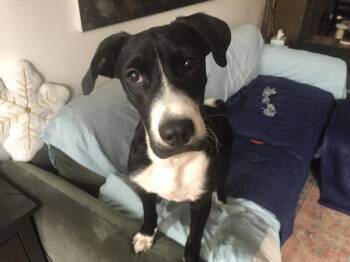 Jack -  Labrador Retriever and Border Collie Dog for Adoption in New York, New York - Jack | PetCurious