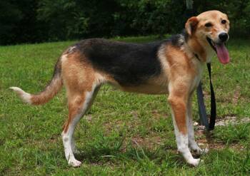 Moa -  Whippet and German Shepherd Dog Dog for Adoption in Attalla, Alabama - Moa | PetCurious