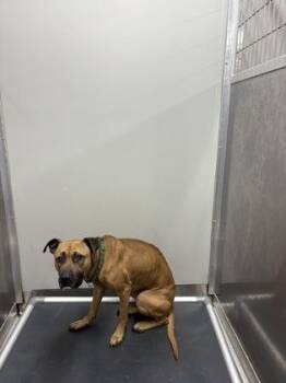 Mixed Breed Dogs Available for Adoption in West Chester, Pennsylvania - Bruce | PetCurious