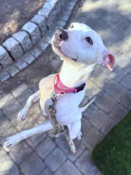 Zinnia -  Pit Bull Terrier and Mixed Breed Dog for Adoption - Zinnia | PetCurious
