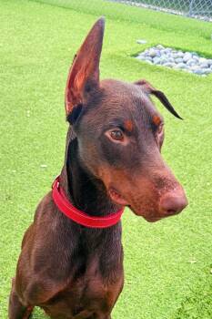 Doberman Pinscher Dogs Available for Adoption in Oakland Park, Florida - Drac 3569 | PetCurious