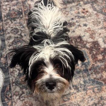 Maltese Dogs Available for Adoption in Lenexa, Kansas - Denji | PetCurious