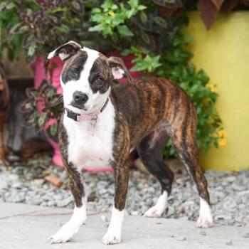 Quinn -  Terrier Dog for Adoption in Wake Forest, North Carolina - Quinn | PetCurious