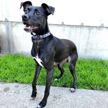 Pepper Girl -  Mixed Breed Dog for Adoption in Warrensburg, Missouri - Pepper Girl | PetCurious