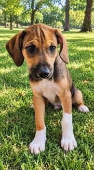 PUPPY SOCKIE -  Hound Dog for Adoption in Franklin, Tennessee - PUPPY SOCKIE | PetCurious