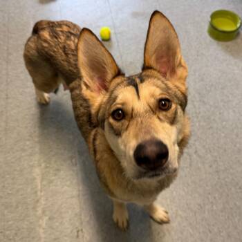 Petrie -  Husky Dog Available for Adoption in Enfield, New Hampshire - Petrie | PetCurious