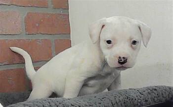 American Bulldog and Mixed Breed Dogs Available for Adoption - BLANCA | PetCurious