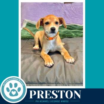 Preston (The Little Rascals) 071826 -  Chihuahua and French Bulldog Dog for Adoption in Kimberton, Pennsylvania - Preston (The Little Rascals) 071826 | PetCurious