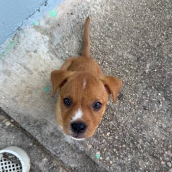 Mr. Newton - The Big Hearted -  Labrador Retriever and Beagle Dog for Adoption in Carolina, Carolina - Mr. Newton - The Big Hearted | PetCurious