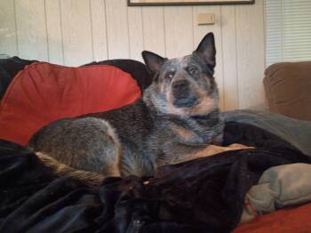 Australian Cattle Dog Blue Heeler Dogs Available for Adoption - Boomer | PetCurious
