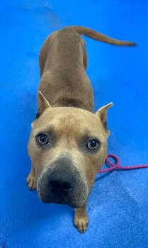 GRIZZLY -  Mixed Breed Dog for Adoption in Holbrook, New York - GRIZZLY | PetCurious