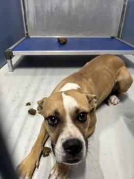 61290196 -  Boxer and Mixed Breed Dog for Adoption in El Paso, Texas - 61290196 | PetCurious