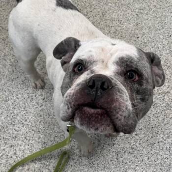 Mr. Snuggles -  English Bulldog Dog for Adoption in Oak Park, Illinois - Mr. Snuggles | PetCurious