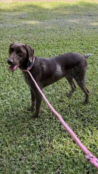 JoJo -  German Shorthaired Pointer Dog for Adoption in Alexandria, Louisiana - JoJo | PetCurious