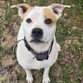 Rescue Pit Bull Terrier and Mixed Breed Dogs for Adoption in Cartersville, Georgia - Annie | PetCurious