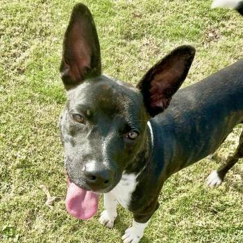 Rescue Mixed Breed Dogs for Adoption in Tunica, Mississippi - Dexter | PetCurious