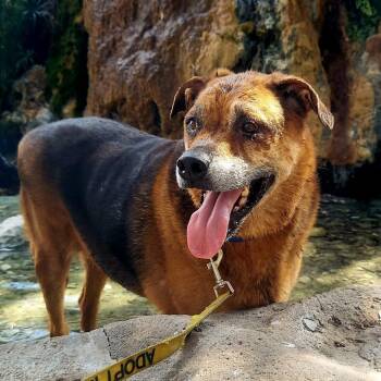 Rescue Rottweiler and Shepherd Dogs for Adoption in Austin, Texas - Twix JuM/AG | PetCurious