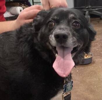 Mixed Breed Dogs Available for Adoption - Rocky | PetCurious