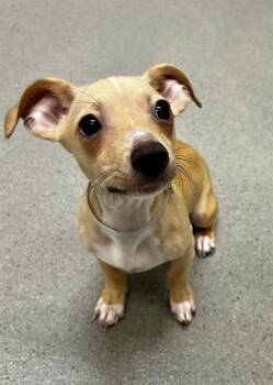 TWIGGY -  Chihuahua Dog for Adoption in San Francisco, California - TWIGGY | PetCurious