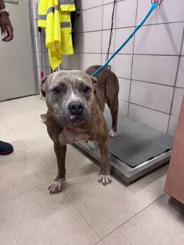 Rescue Mixed Breed Dogs for Adoption in Bossier City, Louisiana - Susie | PetCurious