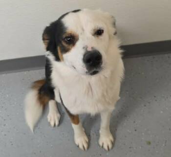 Meredith -  Australian Shepherd Dog for Adoption in Minneapolis, Minnesota - Meredith | PetCurious