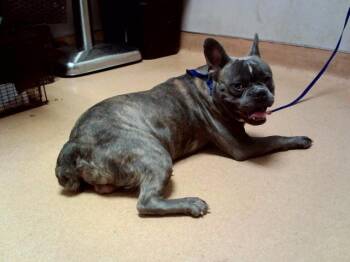 MEATLOAF -  French Bulldog and Mixed Breed Dog for Adoption in Martinez, California - MEATLOAF | PetCurious