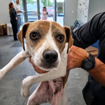 Isabel -  Terrier Dog for Adoption in Gautier, Mississippi - Isabel | PetCurious