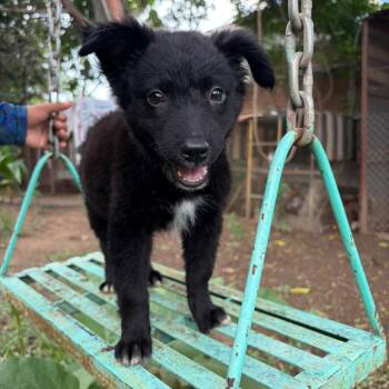 Sabah -  Mixed Breed Dog for Adoption in Tacoma, Washington - Sabah | PetCurious