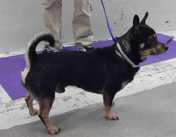 KUJO -  Chihuahua and Mixed Breed Dog for Adoption in Houston, Texas - KUJO | PetCurious