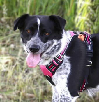 Tully -  Australian Cattle Dog Blue Heeler Dog for Adoption in Savage, Minnesota - Tully | PetCurious