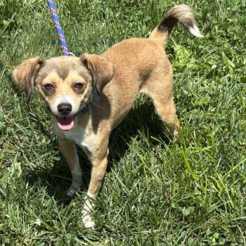 Bishop 2026 -  Chihuahua and Terrier Dog for Adoption in Cincinnati, Ohio - Bishop 2026 | PetCurious