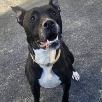 Connor -  Pit Bull Terrier Dog for Adoption in Cleveland, Tennessee - Connor | PetCurious