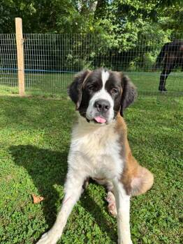 Cascade -  Saint Bernard Dog for Adoption in Germantown, Ohio - Cascade | PetCurious