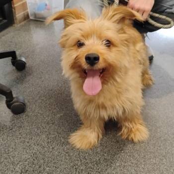 Mixed Breed Dogs Available for Adoption in Allentown, Pennsylvania - Bofur | PetCurious