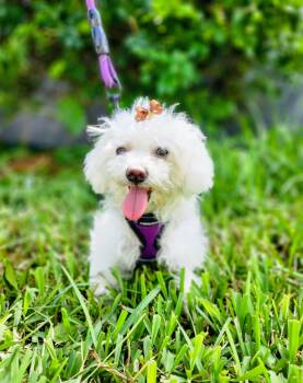 Lumi -  Maltese Dog for Adoption in Sunrise, Florida - Lumi | PetCurious