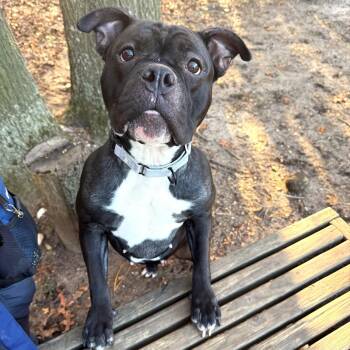 Rescue Mixed Breed Dogs for Adoption in Brookhaven, New York - Cupcake | PetCurious