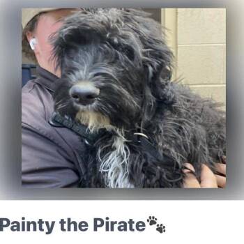 Poodle Dogs Available for Adoption in Hartland, Wisconsin - Painty The Pirate-Foster Home Needed | PetCurious