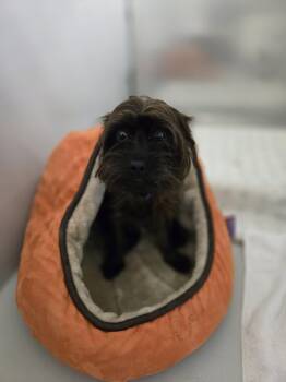 Terrier Dogs Available for Adoption in Boston, Massachusetts - Ray | PetCurious