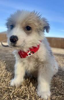 Great Pyrenees and Australian Shepherd Dogs Available for Adoption - Jenga | PetCurious