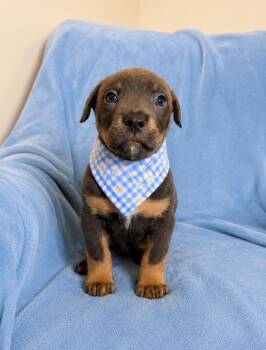 Labrador Retriever Dogs Available for Adoption in Lafayette, Louisiana - Blue Cheese | PetCurious