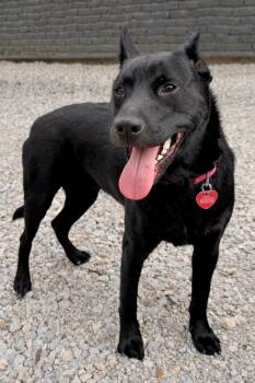 Shepherd Dogs Available for Adoption - Luna | PetCurious