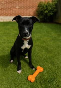 Rescue Terrier and Schnauzer Dogs for Adoption in Camp Pendleton North, California - Blair | PetCurious