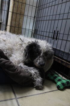 Rescue Poodle Dogs for Adoption in El Centro, California - Nadine | PetCurious