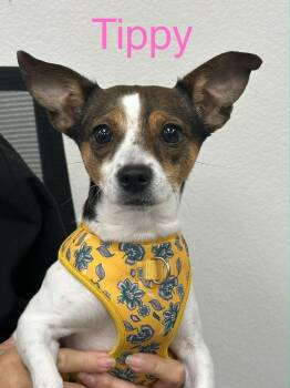 Tippy -  Jack Russell Terrier and Chihuahua Dog for Adoption in Lake Havasu City, Arizona - Tippy | PetCurious
