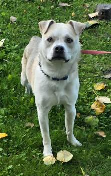 Crypto -  Beagle and Husky Dog for Adoption in Anchorage, Alaska - Crypto | PetCurious