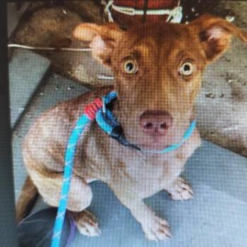 Dexter -  Mixed Breed Dog for Adoption - Dexter | PetCurious