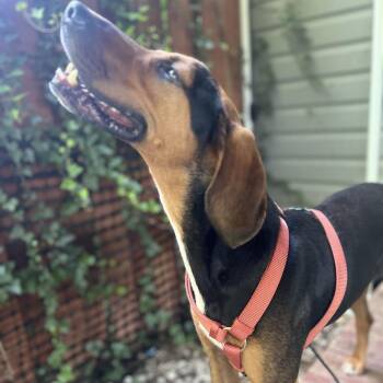 Roman -  Black And Tan Coonhound and Treeing Walker Coonhound Dog for Adoption in Jarrettsville, Maryland - Roman | PetCurious