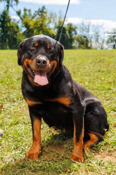 Annie -  Rottweiler Dog for Adoption in Chester Springs, Pennsylvania - Annie | PetCurious